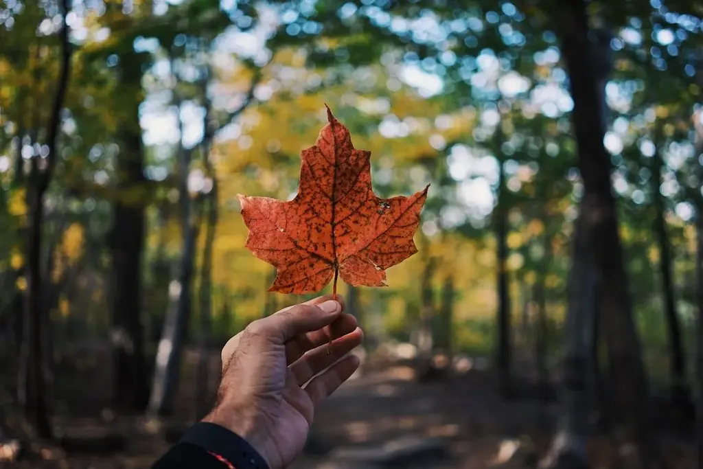 Orange maple leaf being held up with the forest in the background.